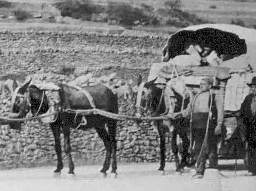 MULA Y CARRO